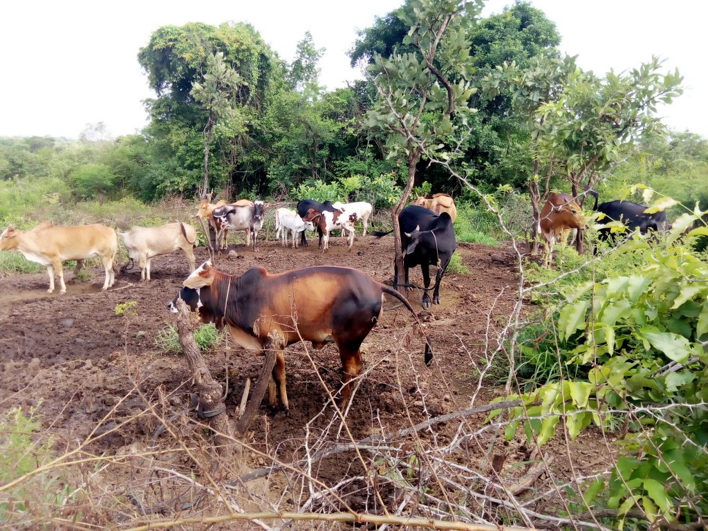 Mixed farming