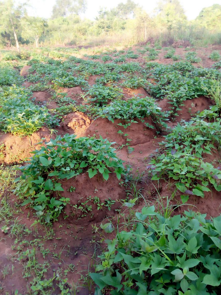 Sweet potato farming